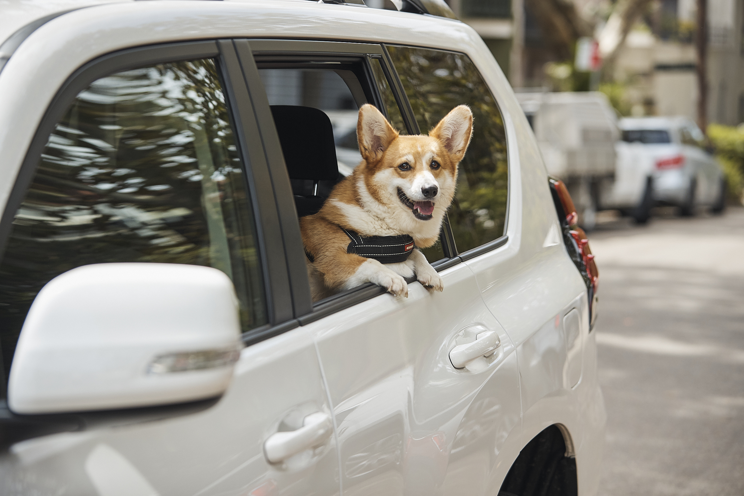 Uber Pet : bring your furry friend 